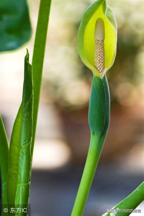 水觀音植物|滴水觀音花:滴水觀音,生長習性,養殖條件,繁殖,分株、播種,截乾,注。